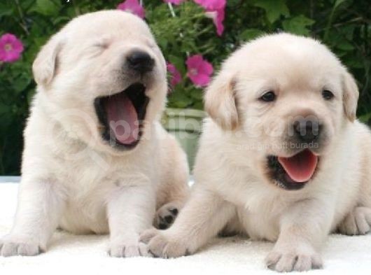 Labrador Yavrulari Mama Ve Malzeme Kampanyali görsel