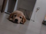 Orjinal Golden Yavru