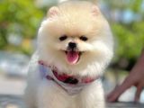 Irk Ve Sağlık Garantili Pomeranian Boo Yavrularımız