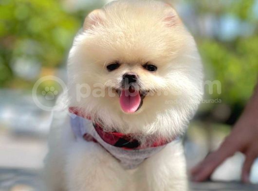 Irk Ve Sağlık Garantili Pomeranian Boo Yavrularımız görsel