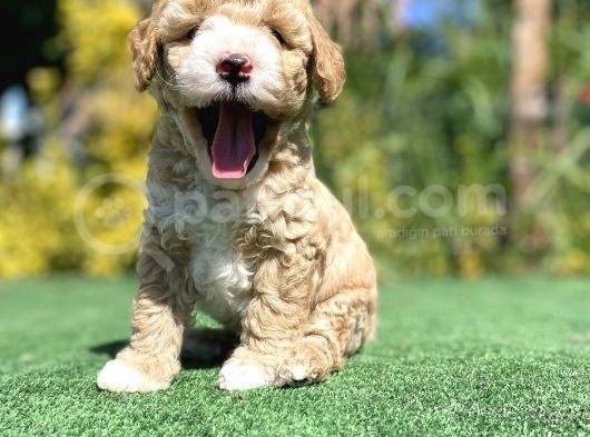 Nadi̇r Renk Poodle Bebeği̇mi̇z görsel