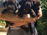 Cane Corso Yavrulari Mama Ve Malzeme Kampanyali