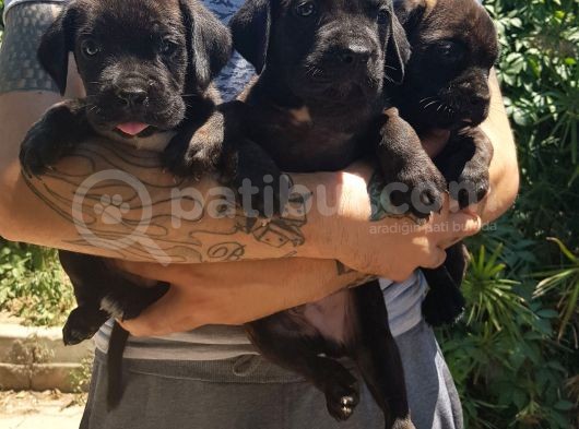 Cane Corso Yavrulari Mama Ve Malzeme Kampanyali görsel