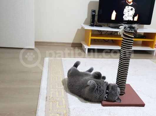 20 Aylık Oğlumuz Efe görsel