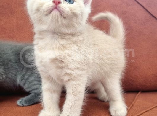 Kedi görsel