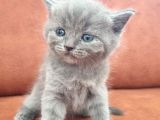 Kedi