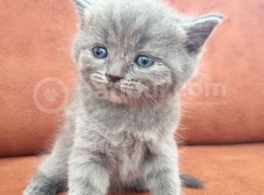 Kedi görsel
