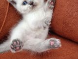Kedi