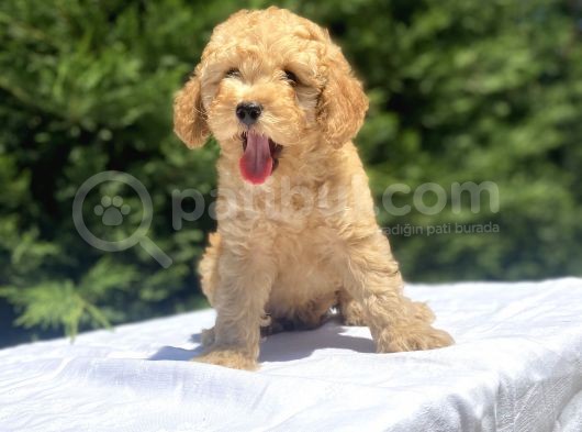 Uygun Apri̇cot Poodle Bebekler görsel