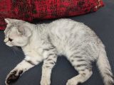 4 Aylik Bri̇ti̇sh Shorthai̇r Si̇lver Tabby Erkek