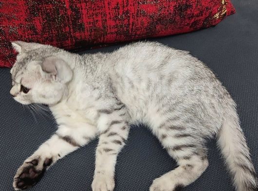 4 Aylik Bri̇ti̇sh Shorthai̇r Si̇lver Tabby Erkek