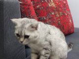 4 Aylik Bri̇ti̇sh Shorthai̇r Si̇lver Tabby Erkek