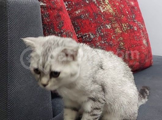 4 Aylik Bri̇ti̇sh Shorthai̇r Si̇lver Tabby Erkek görsel