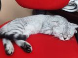 4 Aylik Bri̇ti̇sh Shorthai̇r Si̇lver Tabby Erkek