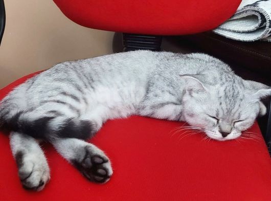 4 Aylik Bri̇ti̇sh Shorthai̇r Si̇lver Tabby Erkek görsel