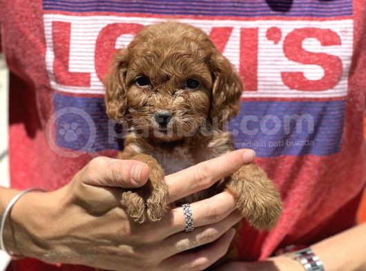 Show Kalite Maltipoo Bebekler görsel