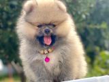 Safkan Pomeranian Boo Yavrular