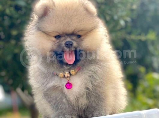 Safkan Pomeranian Boo Yavrular görsel