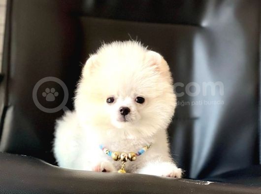 Safkan Pomeranian Boo Yavrular
