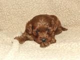 Red Brown Cavapoo Bebekler