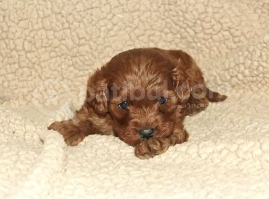 Red Brown Cavapoo Bebekler görsel