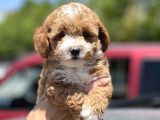 Show Kalite Maltipoo Bebekler