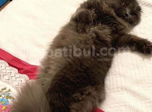 Mazlumumuza Acil Yuva görsel