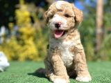 Nadi̇r Renk Poodle Bebeği̇mi̇z