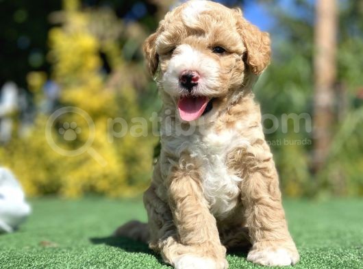 Nadi̇r Renk Poodle Bebeği̇mi̇z