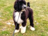 Bernedoodle Dev Boy Di̇zayn Irk Bebekler