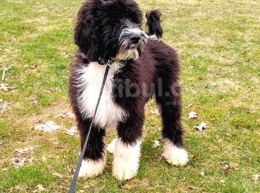 Bernedoodle Dev Boy Di̇zayn Irk Bebekler görsel