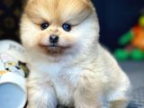 Aa Kalite Safkan  Pomeranian Oğlumuz