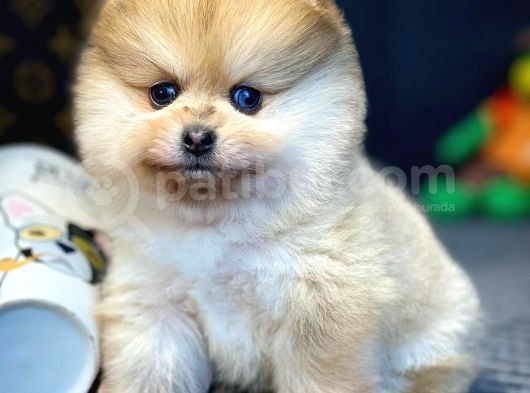 Aa Kalite Safkan  Pomeranian Oğlumuz görsel