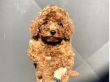 Red Poodle Mi̇ni̇ Boy Yavrumuz