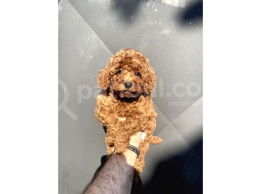 Red Poodle Mi̇ni̇ Boy Yavrumuz görsel