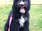 Bernedoodle Dev Boy Di̇zayn Irk Bebekler