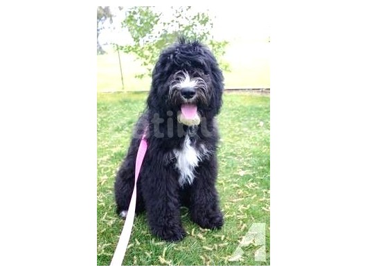 Bernedoodle Dev Boy Di̇zayn Irk Bebekler görsel