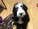 Bernedoodle Nadir Bebekler
