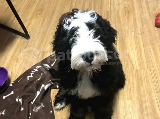 Bernedoodle Nadir Bebekler görsel