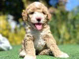 Nadi̇r Renk Poodle Bebeği̇mi̇z