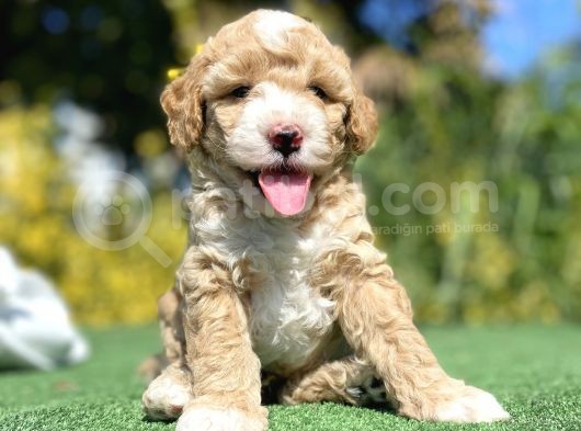Nadi̇r Renk Poodle Bebeği̇mi̇z görsel