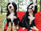 Bernedoodle Nadir Bebekler