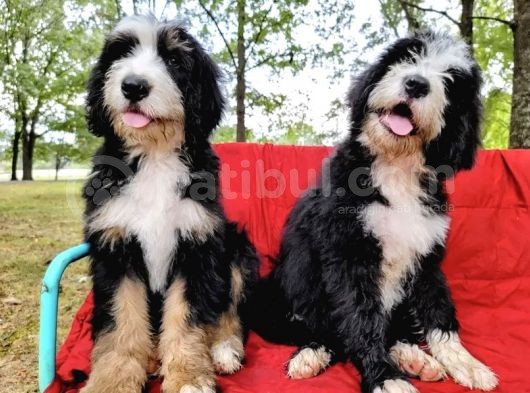 Bernedoodle Nadir Bebekler görsel