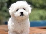 Show Kalite Maltese Terier Bebekler