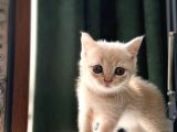 2 Aylik Eği̇ti̇mli̇ Shorthair