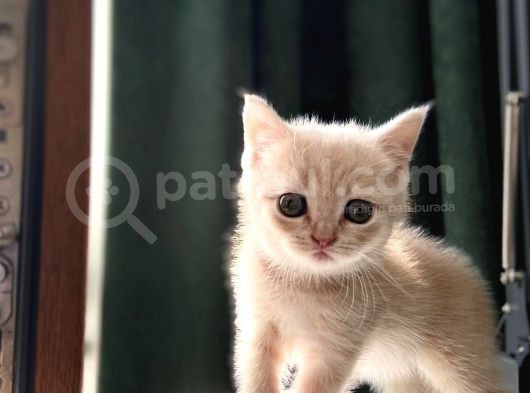 2 Aylik Eği̇ti̇mli̇ Shorthair görsel