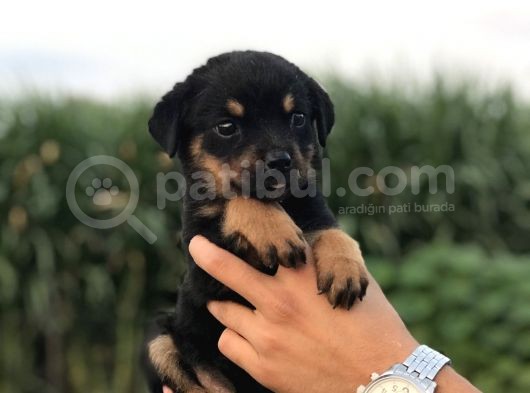 Üst Kali̇te Rot Yavrular görsel