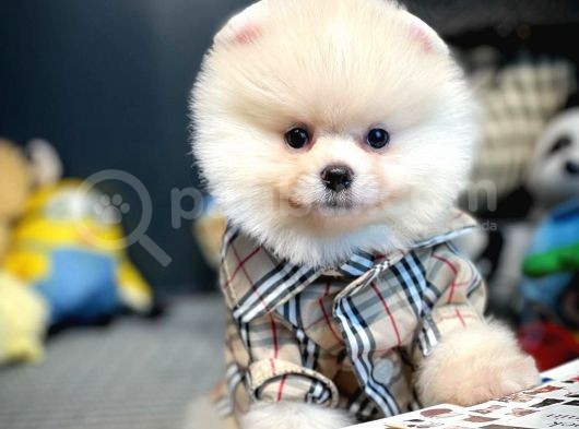 Irk Ve Sağlık Garantili Pomeranian Boo Yavrularımız görsel