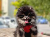 Safkan Pomeranian Boo Yavrular