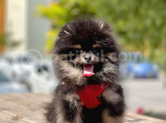Safkan Pomeranian Boo Yavrular görsel